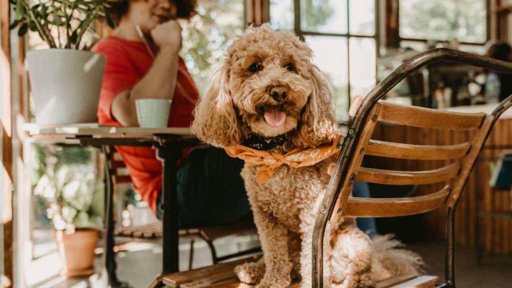 Pet-Friendly Restaurants in Broken Bow